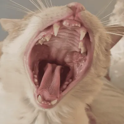 Кот (cat) – оклейка Tesla Model Y