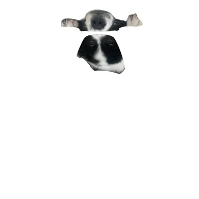 Mein Hund (my dog) – Tesla Model 3 Wrap