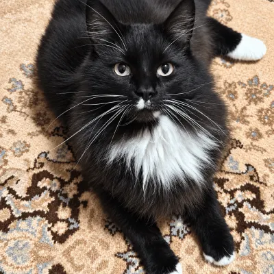 My cat Rambo – Tesla Model Y wrap